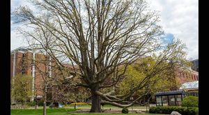 The wide spreading branches of a tree are tinged green by the newly emerging leaves in early spring.