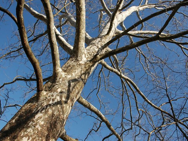 View from the ground looking up through the pale, leafless branches of a sycamore tree to the bright blue sky above.