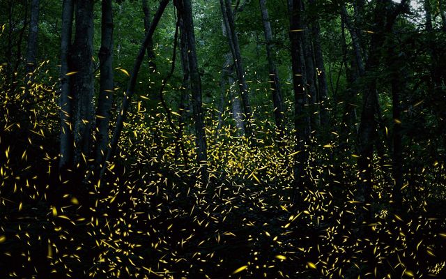 Hundreds of fireflies swarm in a forest at night.