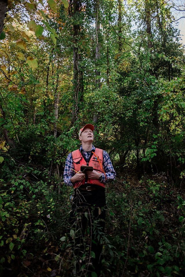 Person in an orange vest stands in dense forest, looking up at the tree canopy while holding a notebook.