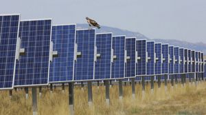 A line of blue solar panels in a field during daylight with a raptor upon one of them.
