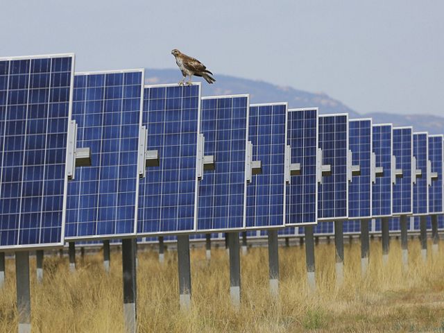 A raptor rests on one of a row of solar panels at the Red Horse solar and wind facility. 