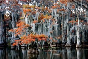 Cypress trees, their branches draped in Spanish moss, grow in the still, dark waters of a bayou. 