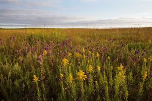 Grasses and flowers in a prairie setting in late summer.