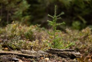 Closeup of a tiny new tamarack tree growing in a forest.