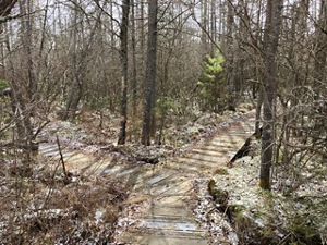 A low wooden boardwalk splits into a vee. The two trails disappear into a forested bog that is thick with woody vegetation.