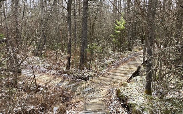 A low wooden boardwalk splits into a vee. The two trails disappear into a forested bog that is thick with woody vegetation.