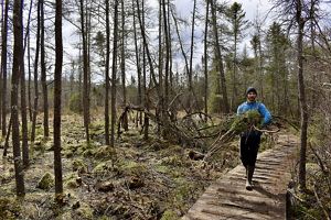 A man walks along a low boardwalk while carrying an armful of brush and tree limbs cleared from the now open bog habitat.