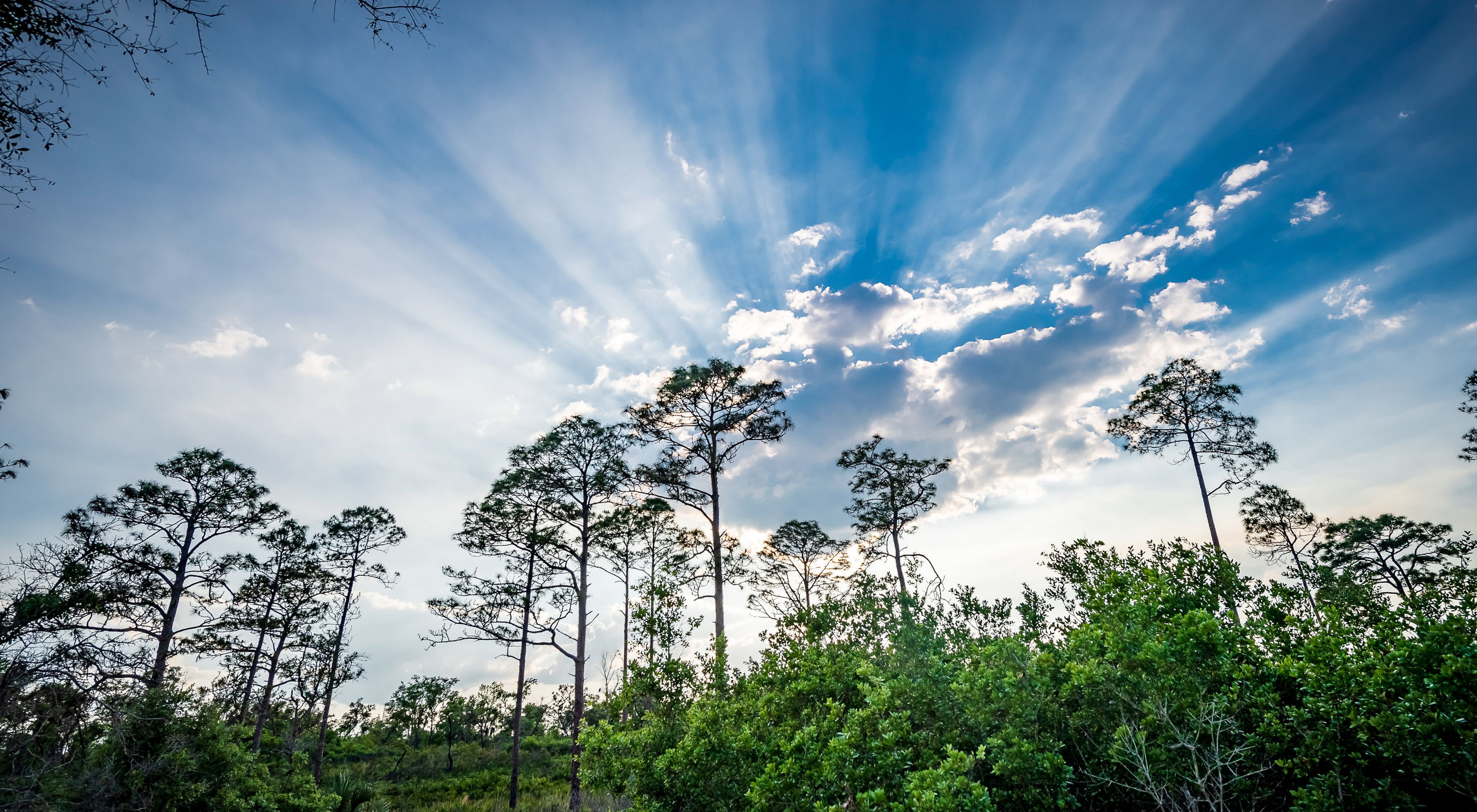 The sun's rays stream from behind a cloud over a longleaf pine forest at Disney Wilderness Preserve. 