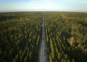 An aerial image showing a green forest illuminated by golden sunlight. A sandy road runs through rows pine trees. 