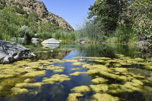 a pond surrounded by rocks and moss