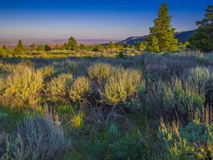 A large meadow of sagebrush with red mountains in the background. 