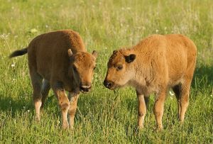 Two bison calves graze together on the prairie. 
