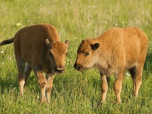 Two bison calves graze together on the prairie. 