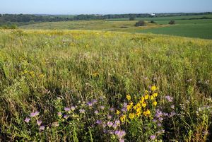 Close-up of colorful prairie flowers and tall grasses in a rolling landscape.