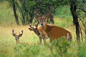 Three white-tailed deer bucks.