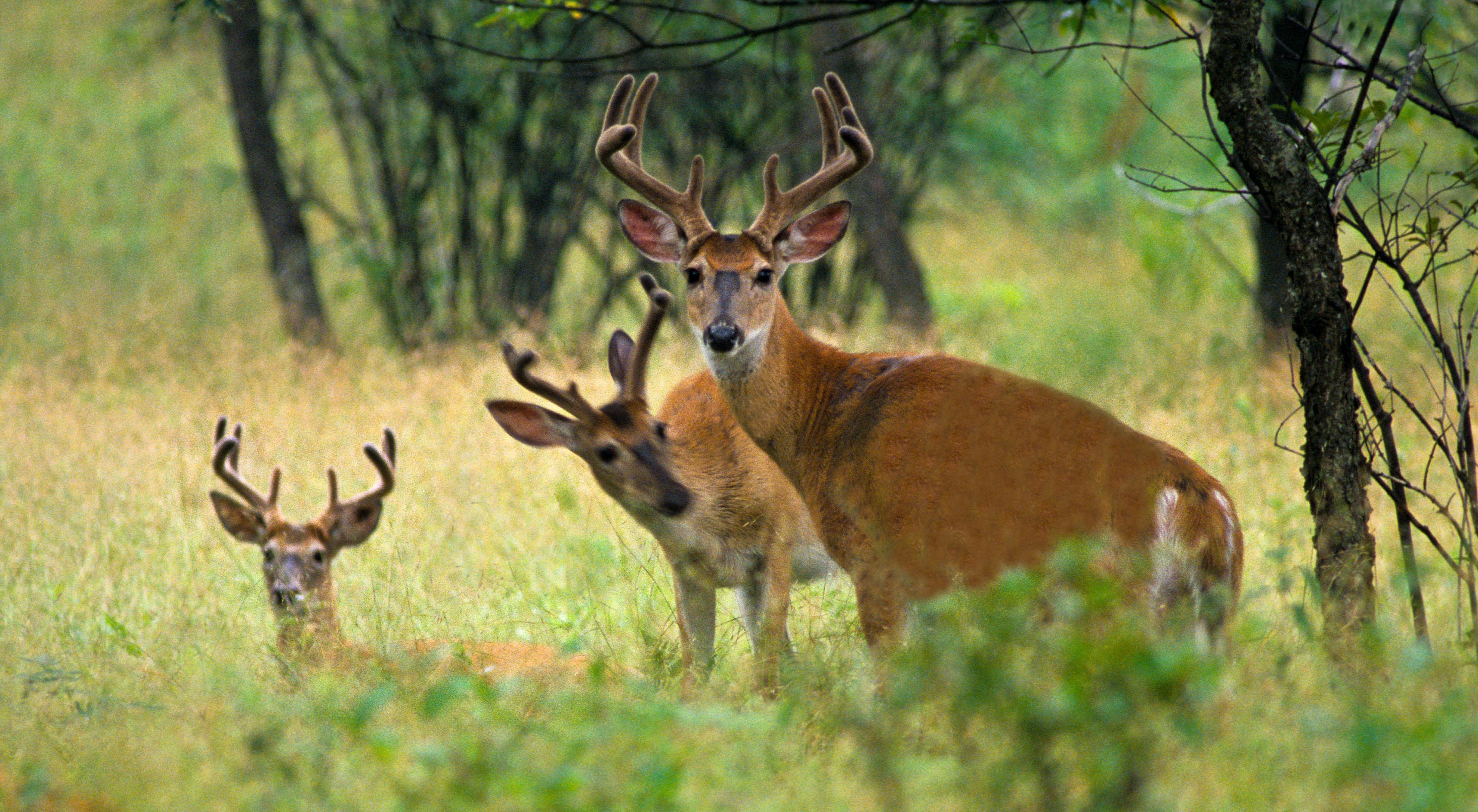 Three White-tailed deer bucks.