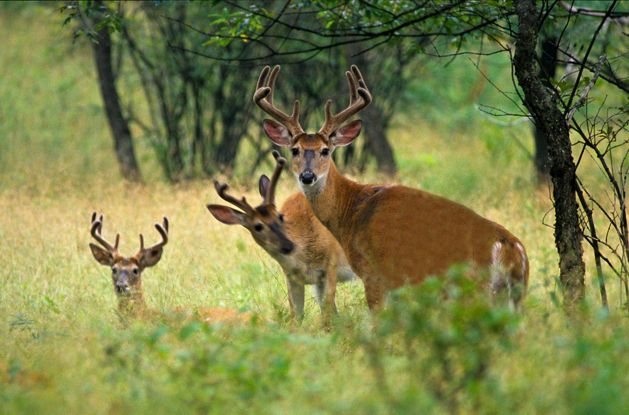Three white-tailed deer bucks in an open, grassy area with trees on the edges.