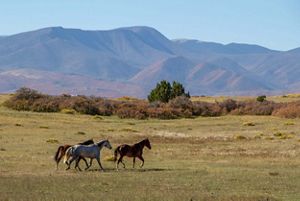 Three horses galloping on a ranch with mountains in the background.