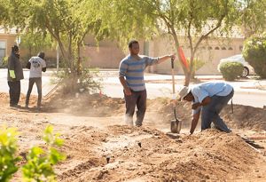 Community members in Phoenix with shovels planting trees.
