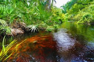 A patch of submerged orange vegetation in Tiger Creek with lush green plants along the banks.