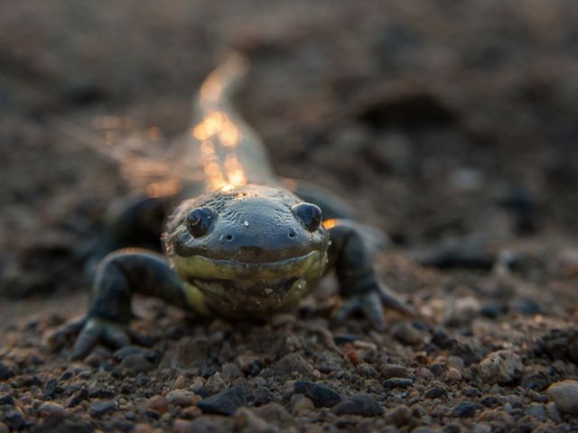 An eastern tiger salamander is looking directly at the camera. 