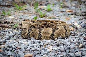 A coiled timber rattlesnake.