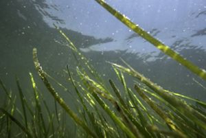 Long thin strands of eelgrass float just beneath the surface of the clear water of a shallow coastal Virginia bay.