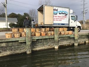 Two men unload bushel baskets full of oysters from a delivery truck onto a boat slip.