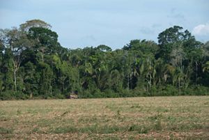 Amazon rainforest in Brazil.