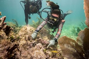 Un buzo practica la unión de trozos de coral a un arrecife.
