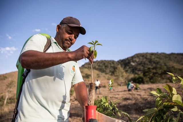A worker prepares a sapling to be planted in a restoration area of Extrema, Brazil