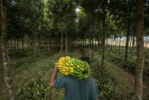 a person carrying a large bunch of bananas on their back in a grove of trees.