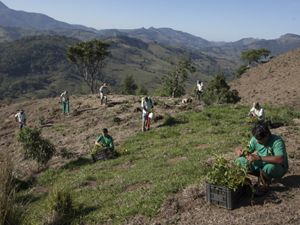 Planting a reforestation area in Extrema, Brazil.