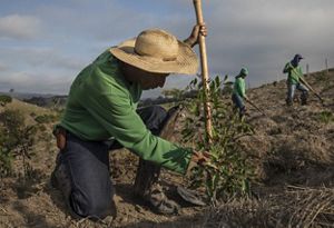 A man plants a tree seedling in the Mantiqueira region of Brazil