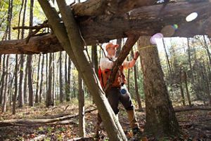 A person wearing an orange helmet measures the trunk of a tree.