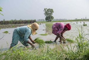 Two women stand ankle-deep in water and bend over to pick grasses from the water.