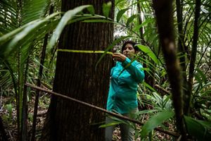Dr. Elma Kay wraps measuring tape around the circumference of a large tree in a rainforest.