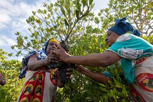 Photo of two women in brightly colored African garb handling a mangrove sapling in preparation for planting in Kenya.