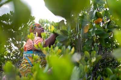 Swafia Shahibu picks propagules from the trees at the mangrove restoration site in Mtangawanda, Lamu.