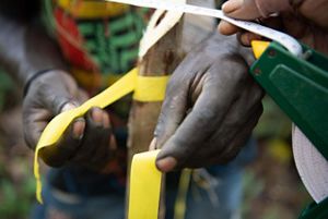 Close-up of hands tying a branch.