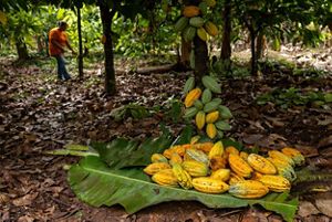Frutas verdes y amarillas de caco yasen sobre una hoja de banano mientras el dueno de la finca trabaja entre los arboles a lo lejos.