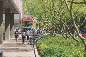 Students walk down the side walk with Palo Verde trees lining the right side.