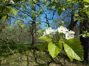 Up close view of white flowers in front of a tree.