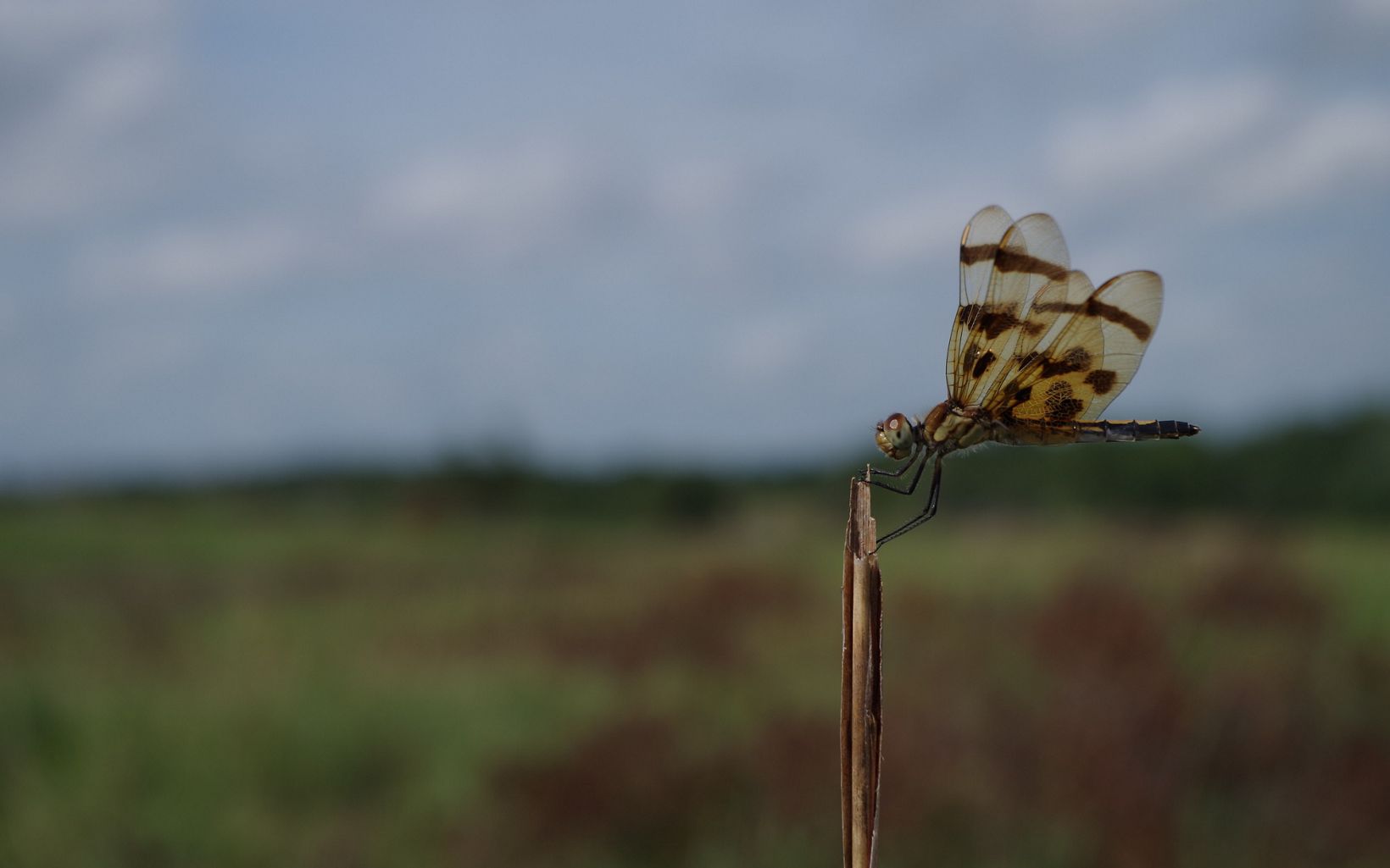 
                
                  Halloween pennant Dragonfly found in Land of the Swamp White Oak Preserve
                  © Dale Maxson/TNC
                
              
