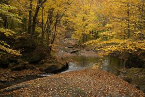 Photo of a forested stream in brilliant fall foliage colors of yellow and orange.