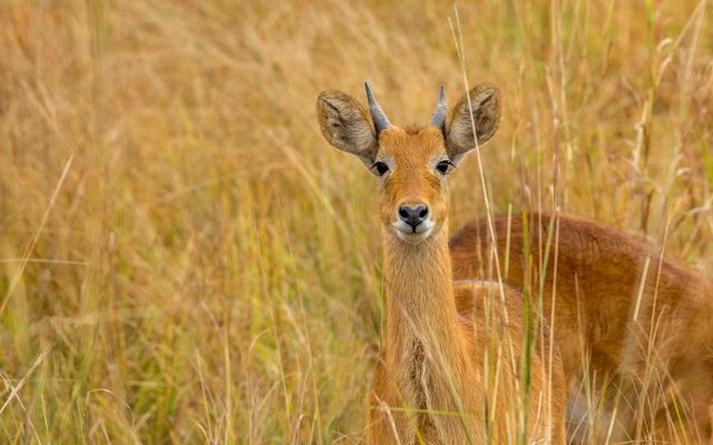a small antelope peeking through tall grass