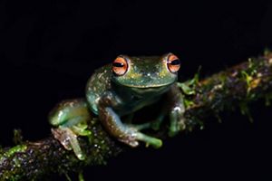 A close up of a Centrolenid Frog on a branch, with its red eyes facing the camera.