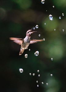 A hummingbird in flight captures a falling water droplet.