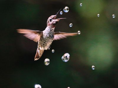 A hummingbird in flight captures a falling water droplet.